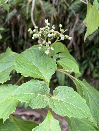 Clibadium erosum, photographed by Alan Weakley