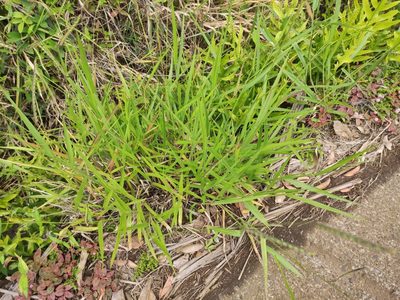 Urochloa eminii, photographed by Augustin Soulard