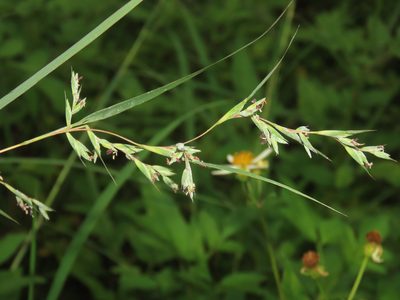 Apluda mutica, photographed by chiuluan