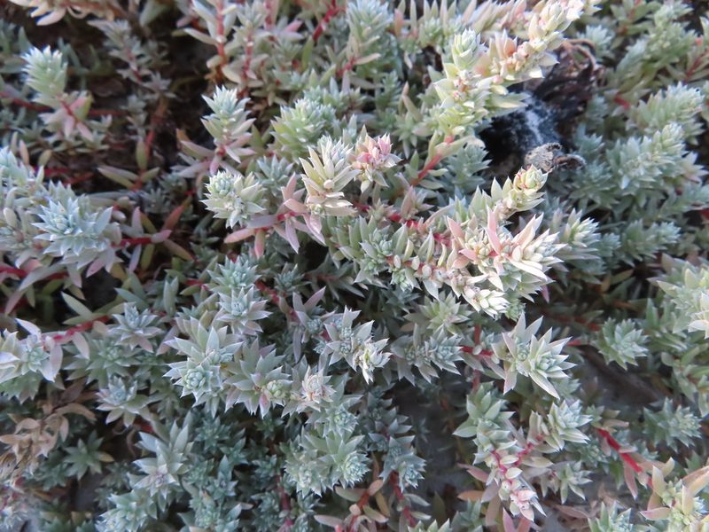 Chenolea diffusa, photographed by linkie
