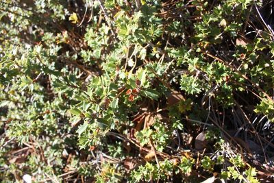 Ceanothus divergens, photographed by Scott Loarie