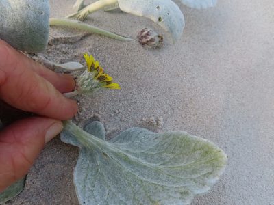 Arctotheca populifolia, photographed by linkie