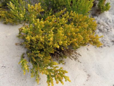 Thesium fragile, photographed by linkie
