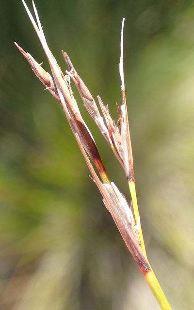 Schoenus rigidus, photographed by Nicola van Berkel