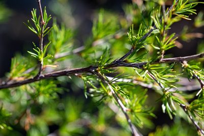 Cliffortia atrata, photographed by magriet b