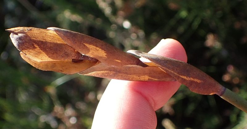 Elegia thyrsoidea, photographed by Nicola van Berkel