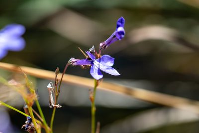 Lobelia setacea, photographed by magriet b