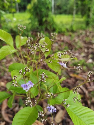 Vitex cooperi, photographed by Eduardo Chacón Madrigal