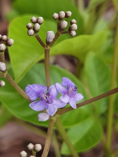 Vitex cooperi, photographed by Eduardo Chacón Madrigal