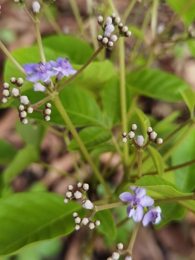 Vitex cooperi, photographed by Eduardo Chacón Madrigal