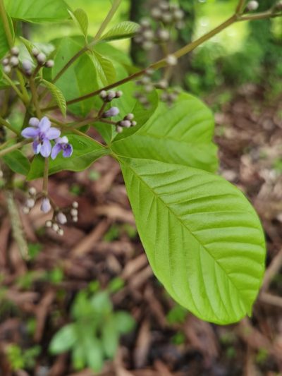 Vitex cooperi, photographed by Eduardo Chacón Madrigal
