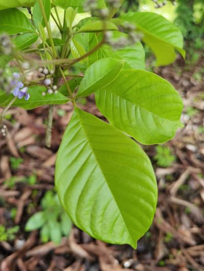 Vitex cooperi, photographed by Eduardo Chacón Madrigal