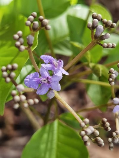 Vitex cooperi, photographed by Eduardo Chacón Madrigal