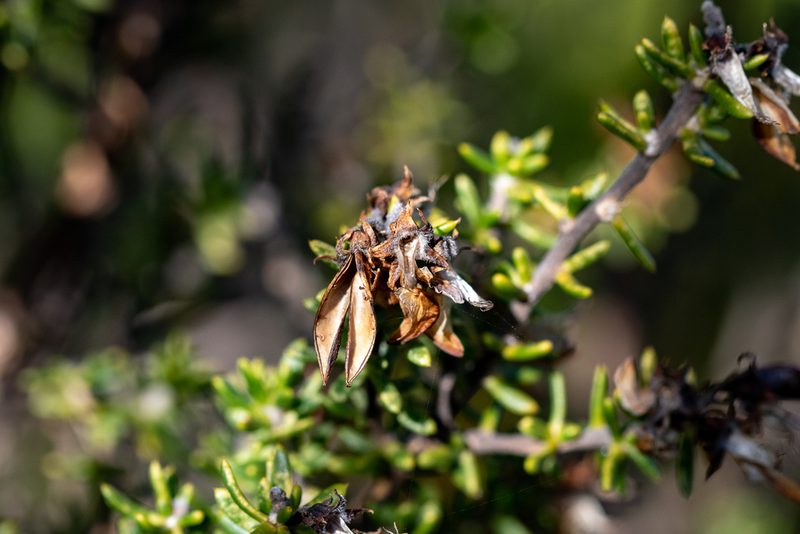 Aspalathus carnosa, photographed by magriet b