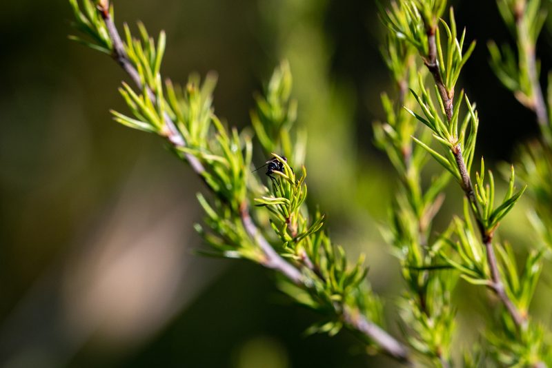 Cliffortia atrata, photographed by magriet b
