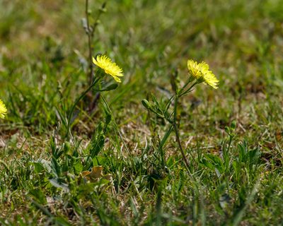 Pyrrhopappus pauciflorus, photographed by Meghan Cassidy