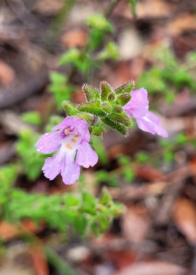 Prostanthera densa, photographed by Eamonn Culhane