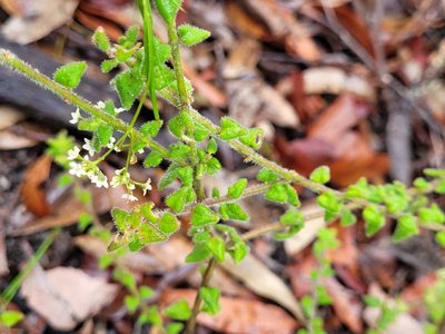Prostanthera densa, photographed by Eamonn Culhane
