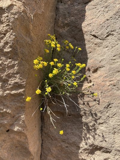 Perityle gilensis, photographed by Daniel McNair