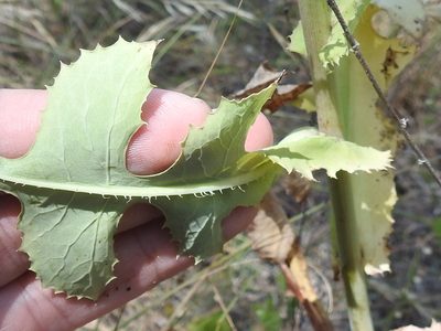 Lactuca ludoviciana, photographed by Sam Kieschnick