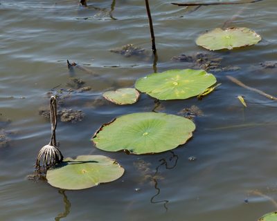 Nelumbo lutea, photographed by Meghan Cassidy