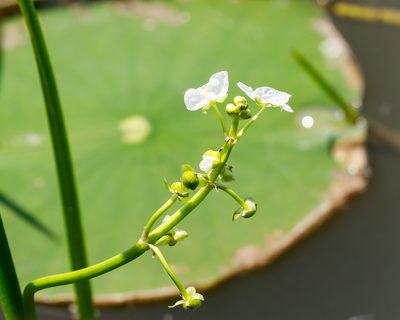 Sagittaria platyphylla, photographed by Meghan Cassidy