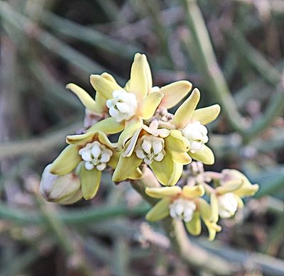 Cynanchum viminale, photographed by Di Turner