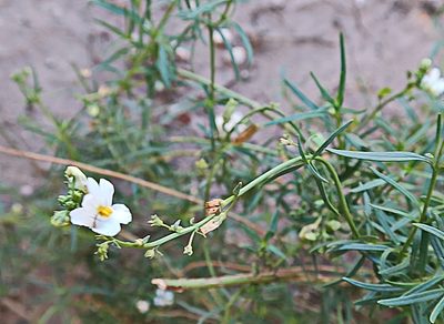 Nemesia fruticans, photographed by Di Turner