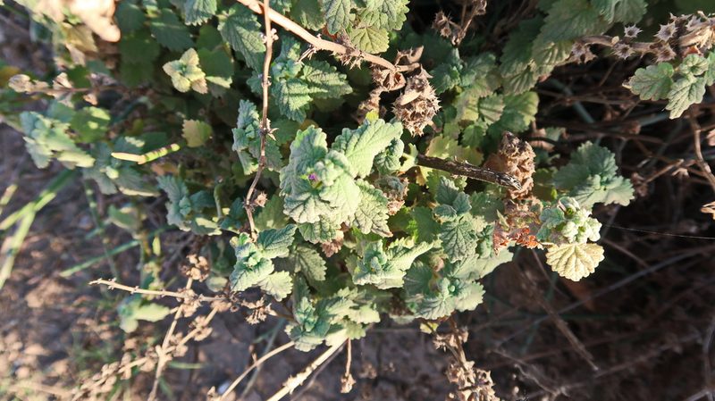 Pseudodictamnus africanus, photographed by Di Turner