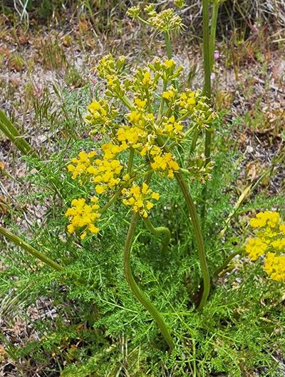 Lomatium grayi, photographed by Lyrae