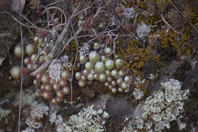 Sempervivum arachnoideum, photographed by Felicia Seichter