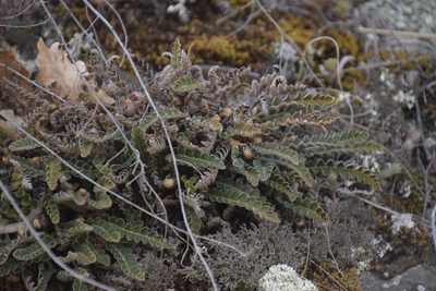 Asplenium ceterach, photographed by Felicia Seichter