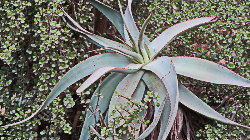 Aloe speciosa, photographed by Di Turner