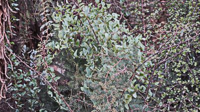Dioscorea elephantipes, photographed by Di Turner