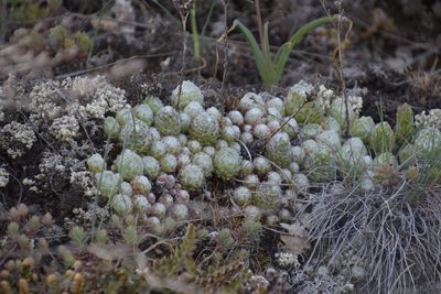 Sempervivum arachnoideum, photographed by Felicia Seichter