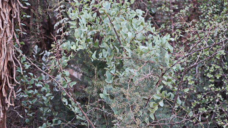 Dioscorea elephantipes, photographed by Di Turner