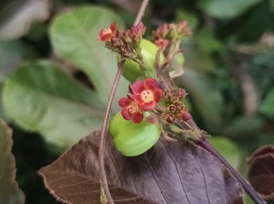 Jatropha gossypiifolia, photographed by Pranav Chandra Bose