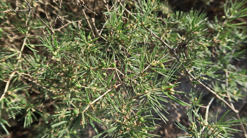 Asparagus retrofractus, photographed by Di Turner