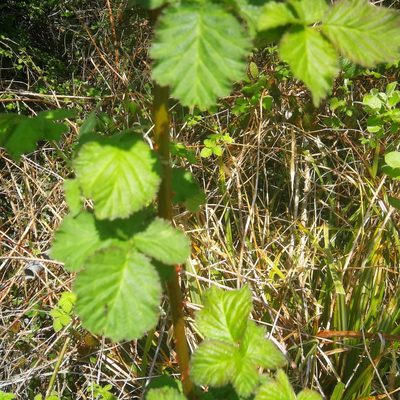 Rubus fruticosus, photographed by Andy Slater
