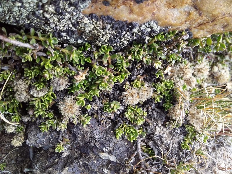 Baccharis alpina, photographed by Humber Alberto