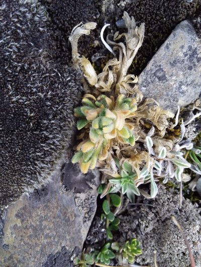 Cerastium peruvianum, photographed by Humber Alberto