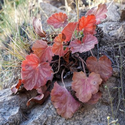 Heuchera novomexicana, photographed by Andrew Tree