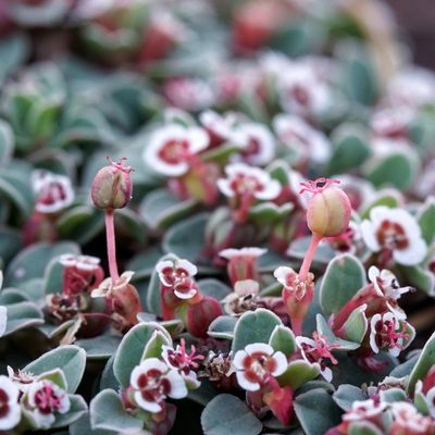 Euphorbia albomarginata, photographed by Andrew Tree