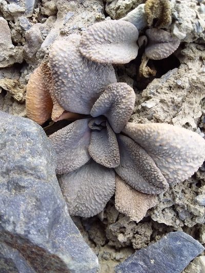 Aschersoniodoxa mandoniana, photographed by Humber Alberto