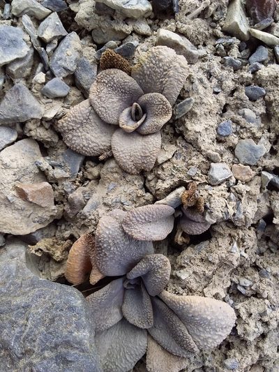 Aschersoniodoxa mandoniana, photographed by Humber Alberto