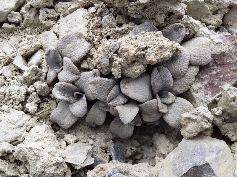 Aschersoniodoxa mandoniana, photographed by Humber Alberto