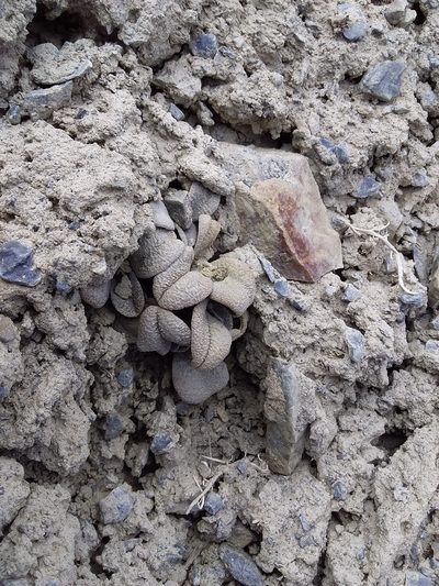 Aschersoniodoxa mandoniana, photographed by Humber Alberto