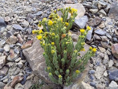 Senecio rufescens, photographed by Humber Alberto