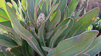 Protea lorifolia, photographed by Di Turner