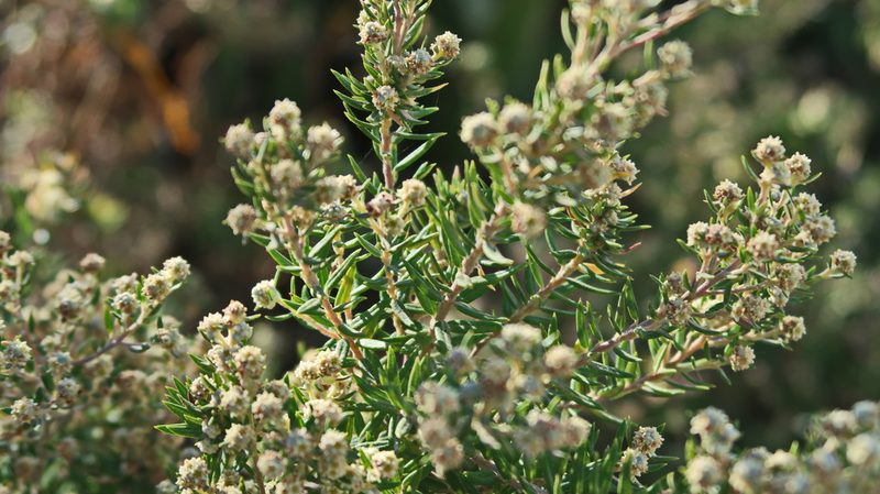 Phylica paniculata, photographed by Di Turner